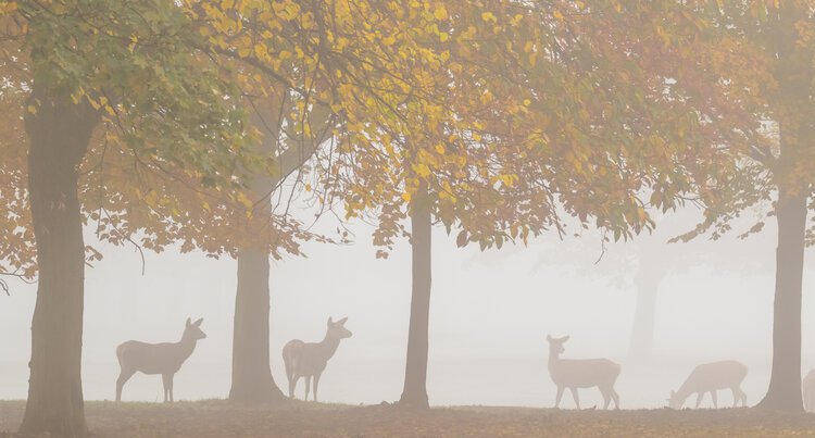 Wollaton_Park_and_Deers_2